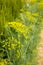 Dill Bush With Yellow Inflorescences Growing In Vegetable Garden