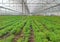 Dill crops in an industrial green house