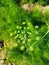 Dill Delight: A Close-Up of Fresh Greenery