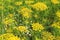 Dill. Fennel. Anise. Plants blossom with yellow flowerheads