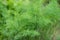 Dill, fennel farm background. Agriculture, gardening