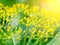 Dill (Fennel) flower with sunlight