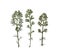 Dill. Fennel. Herbarium. Composition of the grass on a white background.