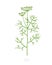 Dill, fennel plant. Vector illustration. Anethum. Agriculture cultivated plant. Green leaves. Flat vector color Illustration