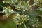 Dill flowers with dew drops