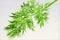 Dill garden - herbaceous plant, seasoning for food. Dill is a popular aromatic spice, pleasant taste, used fresh, dried in salty