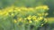 Dill growing in the country in the garden, background. spice, macro