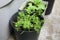 Dill growing in pot in garden or at balcony. Growing herbs at home concept.