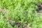 Dill. Herb leaf background, Organic vegetables healthy vegetable, agricultural