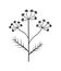 Dill icon. Dill umbrella symbol. Floral, fennel, spice sign. Vector illustration