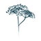 Dill Icon On Gray Background