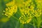 Dill inflorescence on a background of green grass. Yellow small flowers. Bright and juicy illustration on the theme of summer,