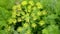 Dill inflorescence. Blooming dill cap close-up. Growing conditions. Agricultural work in the summer