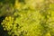 Dill inflorescence with droplets of dew on blurred background