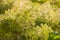 Dill inflorescences with droplets of dew on blurred background