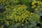 Dill. Monotypic genus of short-lived annual herbaceous plants