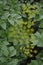 Dill. Monotypic genus of short-lived annual herbaceous plants