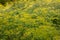 Dill plant. Fennel flower.