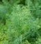 Dill plant in the garden