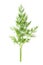 Dill plant stem with leaves, dill weed or dillweed, culinary herb