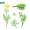 Dill plant, twigs and bunch watercolor illustration