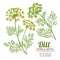 Dill plant vector set