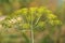 Dill rosette, close-up. Large inflorescence of dill on green background. Fresh green fennel. Background of dill plant