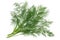 Dill sprig