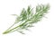 Dill sprig