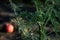 Dill stem in the foreground with dew drops. The background is blurred