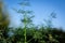 Dill stem with leaf on blue sky background. Warm tonality