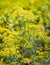 Dill stems with flowers