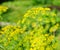 Dill umbel