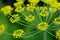 Dill Umbel Close-Up