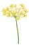 Dill Umbel Isolated