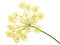 Dill Umbel Isolated