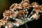 Dill umbels with dew drops