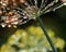 Dill umbels with dew drops