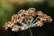 Dill umbels with dew drops