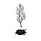 Dill vector hand drawn illustration. Isolated spice object.