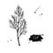 Dill vector hand drawn illustration. Isolated spice object.