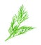 Dill vector illustration