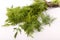 Dill vegetable