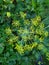 Dill with yellow inflorescences in the garden