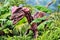 Dilophosaurus dinosaur from the early Jurassic period. United States