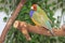 Dilute Lady Gouldian Finch