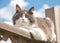 Diluted calico cat resting on porch railing