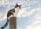 Diluted calico cat sitting on a fence