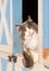 Diluted calico cat sitting on a half door