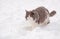 Diluted calico cat walking in deep snow